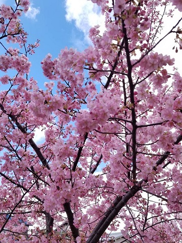 京都の河津桜！淀駅・淀水路の早咲き桜の"河津桜"の画像