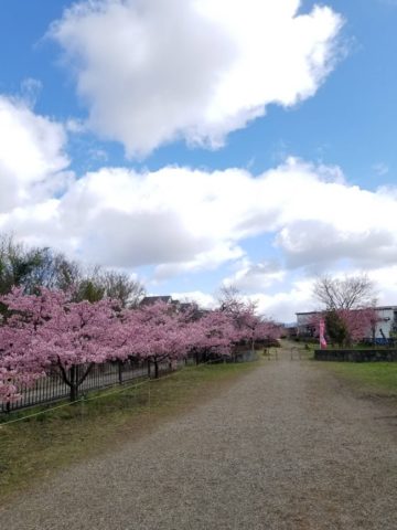 京都の河津桜！淀駅・淀水路の早咲き桜の"河津桜"の画像