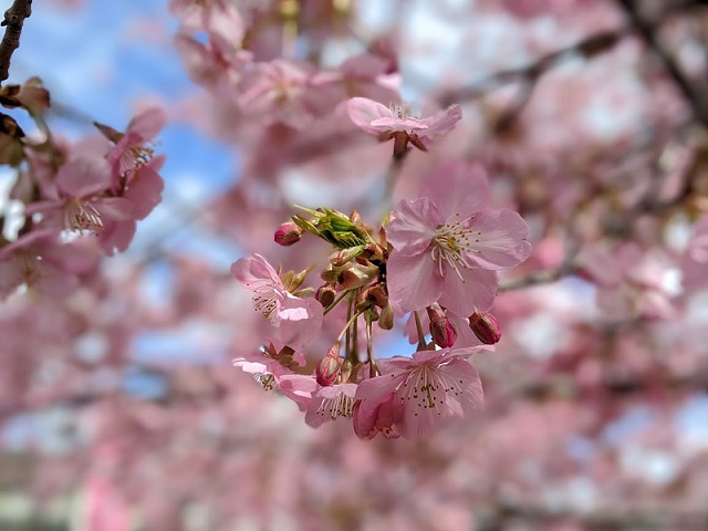 京都の河津桜！淀駅・淀水路の早咲き桜の"河津桜"の画像