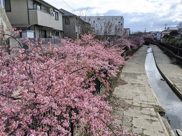 京都の河津桜！淀駅・淀水路の早咲き桜の"河津桜"の画像