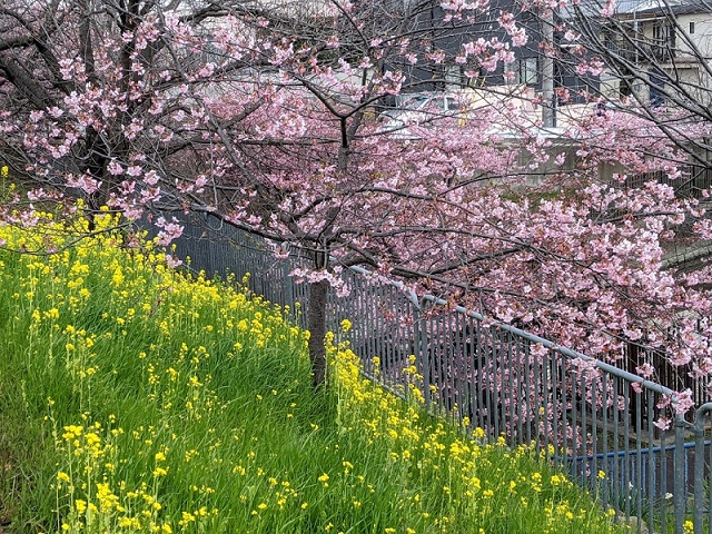 京都の河津桜！淀駅・淀水路の早咲き桜の"河津桜"の画像