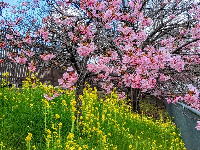 淀駅・淀水路の早咲き桜の河津桜