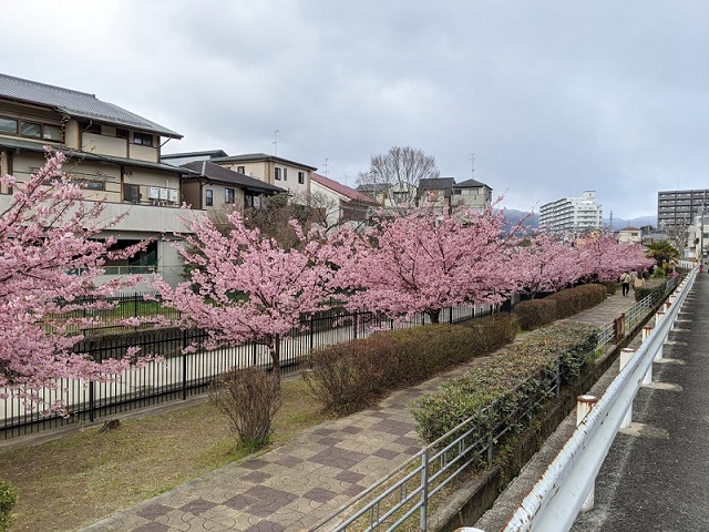 京都の河津桜！淀駅・淀水路の早咲き桜の"河津桜"の画像