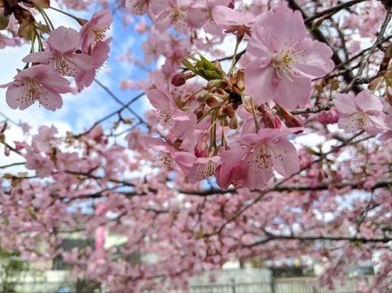 「代々木公園の桜」リアルタイム桜開花状況4社比較