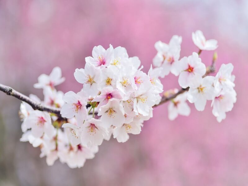 桜の開花状況＆見頃＆予想