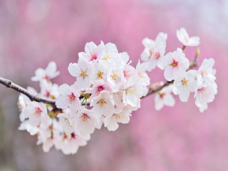 22年 京都 平野神社のリアルタイム桜開花状況4社を比較 桜見頃の時期 予想は おひとり様tv