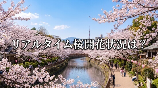 大阪城の桜の「今」がわかる！最新のリアルタイム開花状況と混雑具合