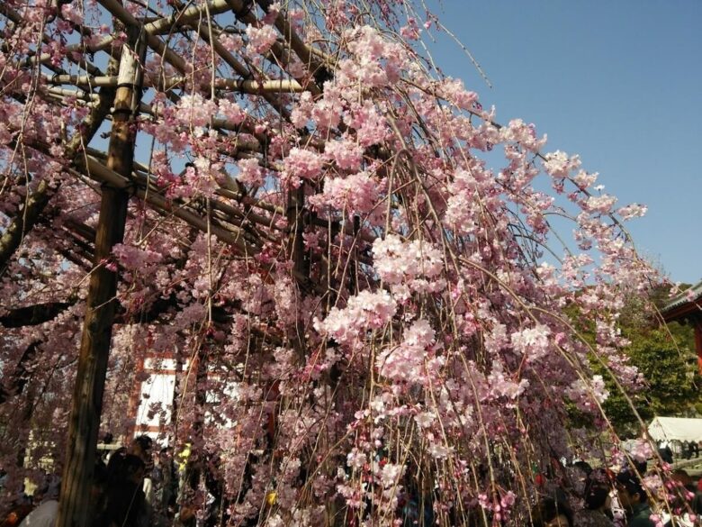 22年 大阪城のリアルタイム桜開花状況4社を比較 桜見頃の時期 予想は おひとり様tv