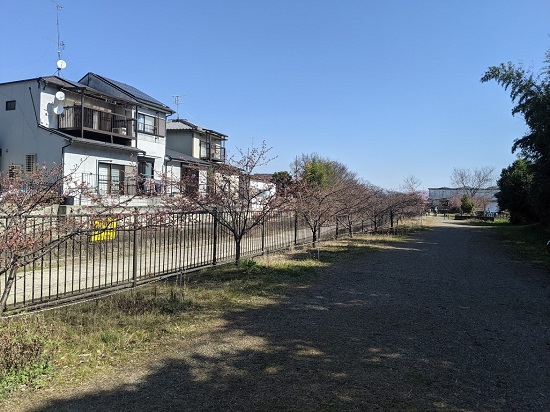 伏見淀水路の河津桜の今日の開花状況