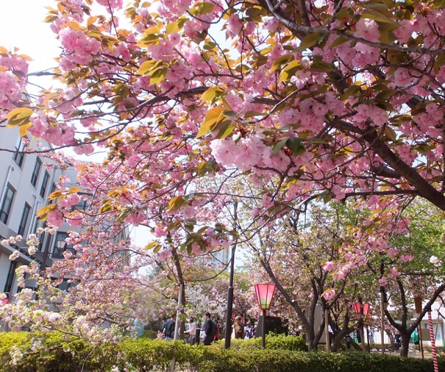 大阪造幣局　外から桜