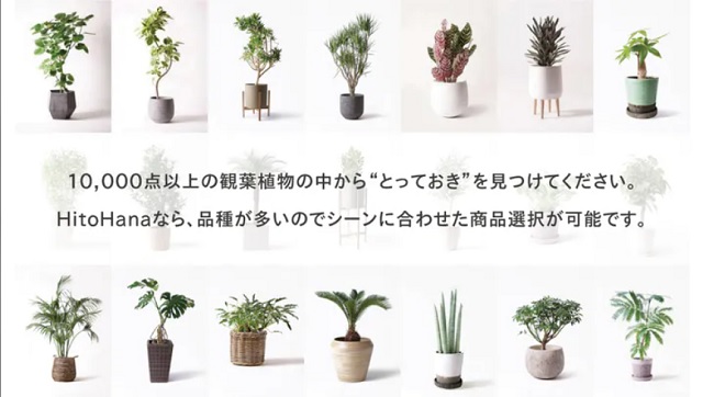 観葉植物のおすすめは サブスク 購入 おひとり様tv