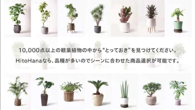 【観葉植物サブスクおすすめ7社比較】安いのはサブスク？購入？