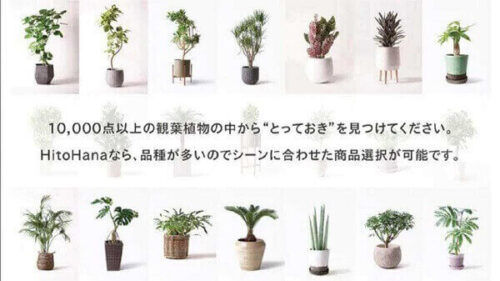 観葉植物のおすすめは、サブスク？購入？