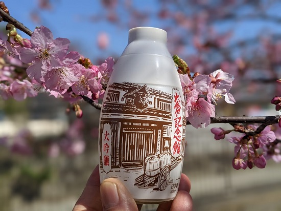 京都『淀水路の河津桜』開花状況・画像