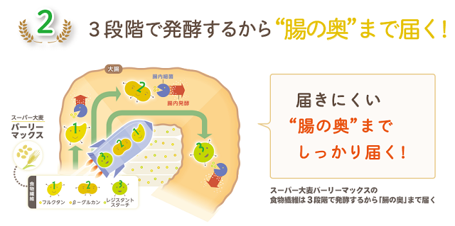 腸の入口・中間・奥と３段階で善玉菌たちのエサになる