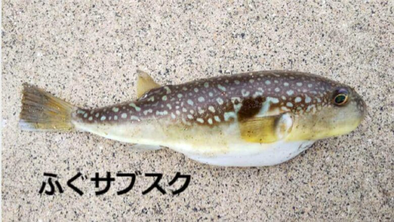 22年 ふぐサブスク 定期便 おすすめ3社を比較 下関のふぐ刺身やてっちりが安い おひとり様tv