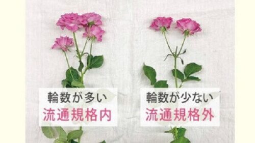 SDGsに貢献できる花サブスク定期便の一覧