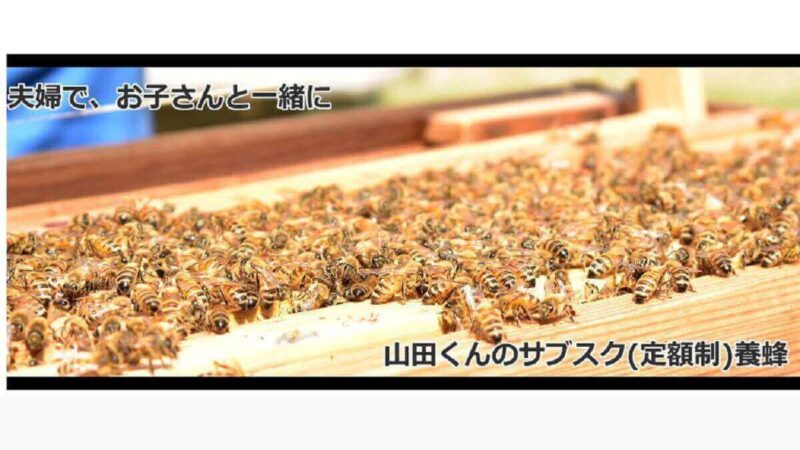 養蜂のサブスクを徹底解説