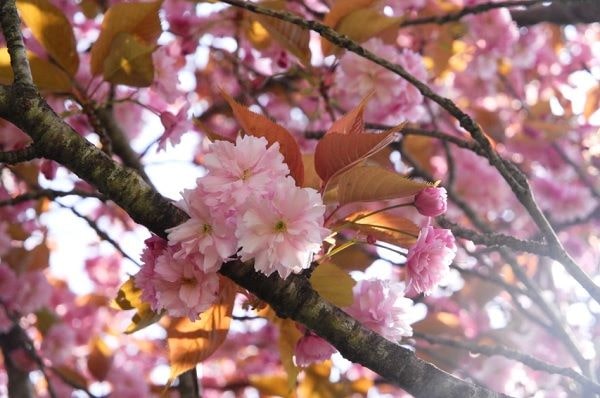 2025年の桜開花情報