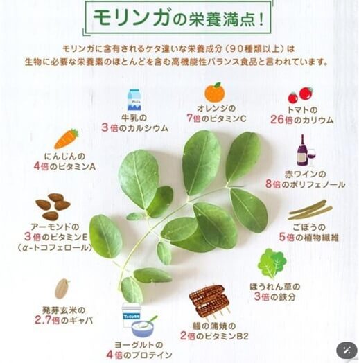 徳島県特産品〚モリンガ茶〛
