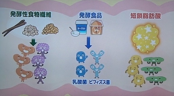 引用【あさイチ】腸活には発酵性植物繊維＆ヨーグルトが必要