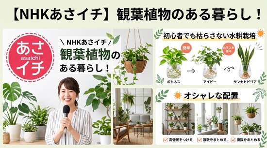 【NHKあさイチ】観葉植物のある暮らし!初心者でも枯らさない水耕栽培とオシャレな配置