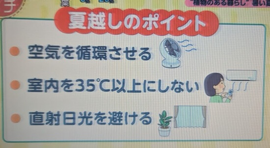 観葉植物の夏越しのポイント